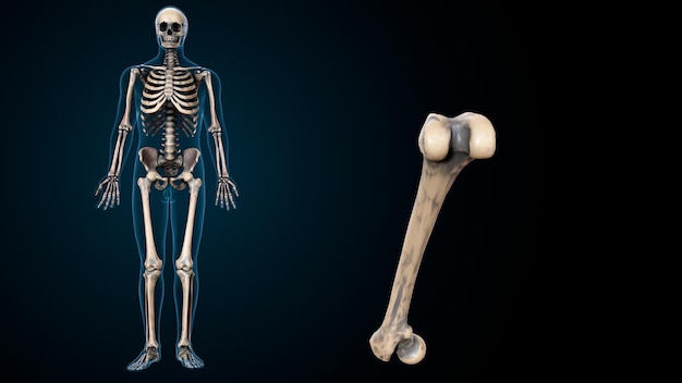 Menschliches Skelett Spineribskneefemur und Karpals Anatomie System 3D-Illustration