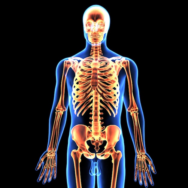 Menschliches Skelett Spineribskneefemur und Karpals Anatomie System 3D-Illustration