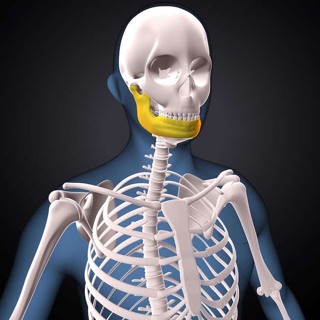 Menschliches Skelett Spineribsternum und Radius Anatomie 3D-Render