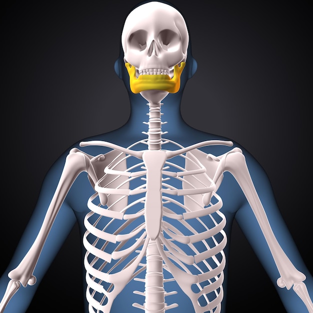 Menschliches Skelett Spineribsternum und Radius Anatomie 3D-Render