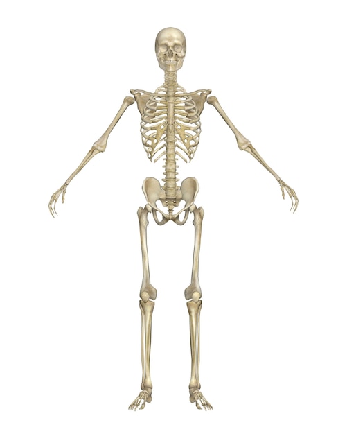 Menschliches Skelett vorne gesehen anatomisches Modell isoliert auf weißem Hintergrund