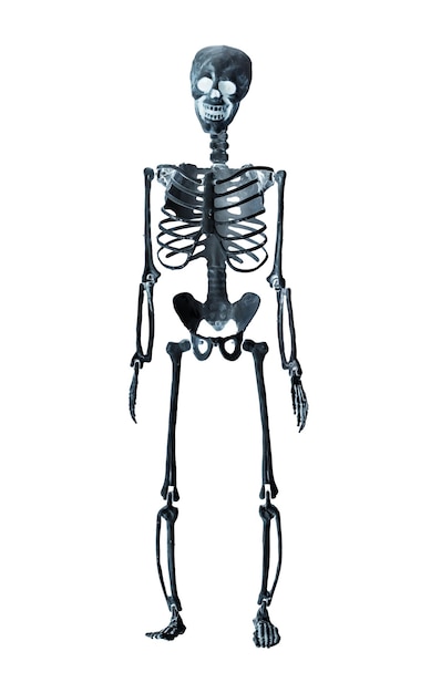 Foto menschliches skelettmodell isoliert auf weißem hintergrund röntgenknochen-untersuchungskonzept vorderansicht erkennung medizinischer probleme frakturen
