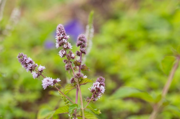 Menta cidra perfumada florescendo flores roxas no jardim no verão