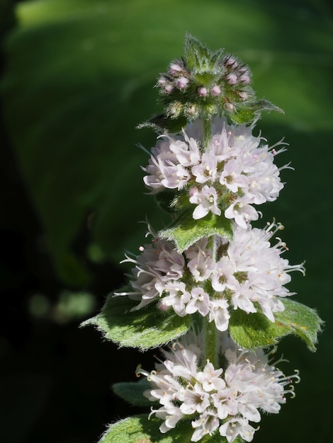 Foto menta en flor en el jardín de otoño