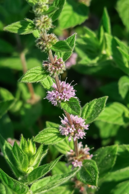 la menta floreciente crece en un jardín de flores. concepto de cultivo de plantas medicinales