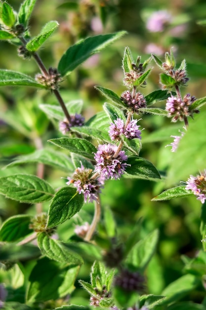 Foto la menta floreciente crece en un jardín de flores. concepto de cultivo de plantas medicinales