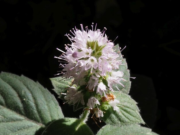 menta floreciente