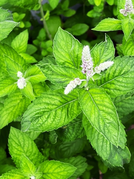 Menta con flores en el jardín de verano Hojas de menta fresca