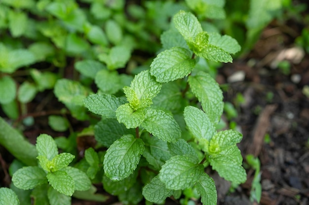 Menta fresca en el fondo de la huerta Cerrar hermosa menta menta