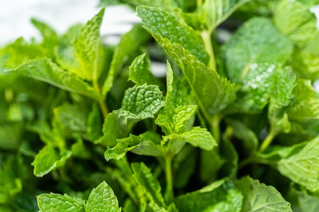 Menta fresca de la huerta orgánica sobre un fondo de mármol.