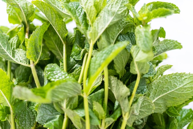 Menta fresca de la huerta orgánica sobre un fondo de mármol.