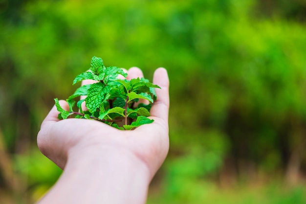 Menta fresca en mano