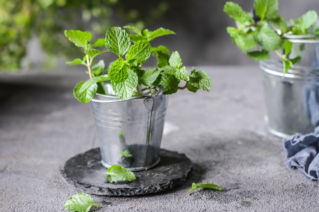 Menta fresca en una olla