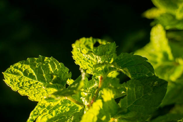 Menta fresca sobre un fondo oscuro de cerca