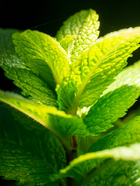 Menta fresca sobre un fondo oscuro de cerca