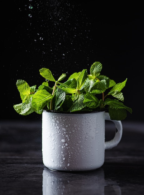 Menta fresca en una taza con gotas de agua sobre un fondo oscuro. vista frontal