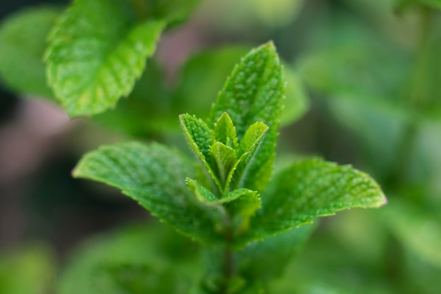 Menta en el jardín después de la lluvia de cerca