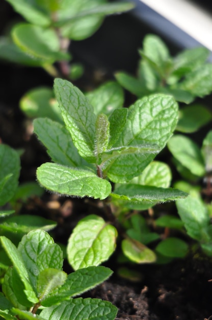 Foto menta en el jardín