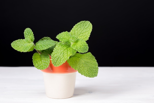 Foto menta en maceta. hierba aromática para alimentos y bebidas.