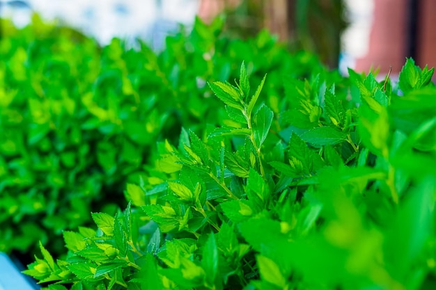 Menta en macetas: una planta ornamental para decorar la fachada.