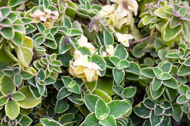 Menta Maxican Hojas frescas y coloridas Coleus amboinicus