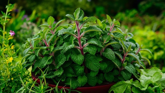 Menta orgánica fresca en el jardín