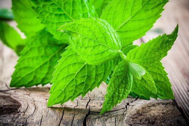 Menta orgánica fresca sobre un fondo de madera