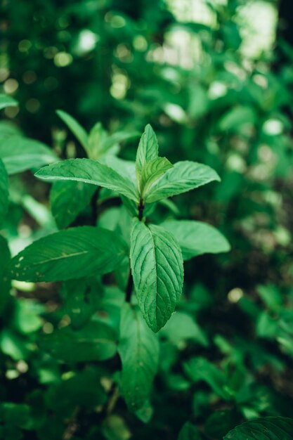 menta verde en el jardín