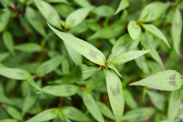 Menta vietnamita erva de coentro vietnamita