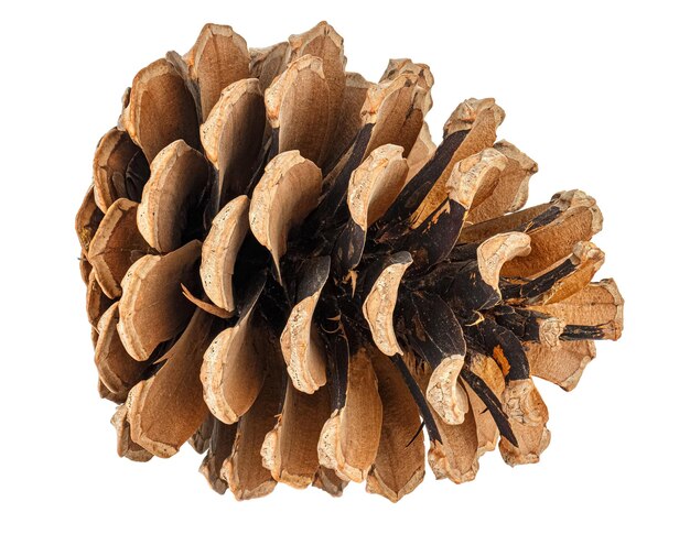 Mentir cono de pino marrón seco aislado en blanco
