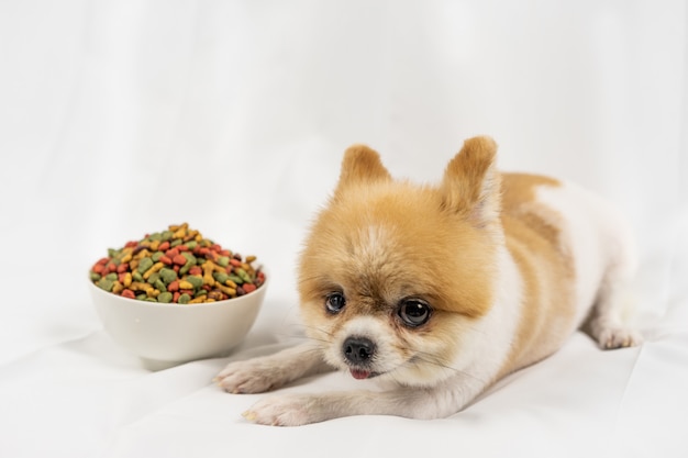 Mentira del perro de Pomeranian sola en la tabla con la comida en día de la mañana.