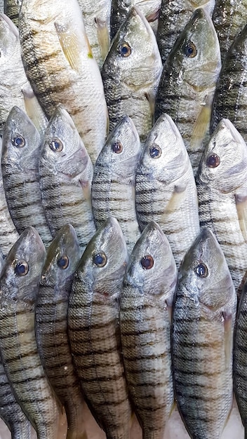 Mercado de frutos do mar e peixe cru. Foto do conceito de comida.