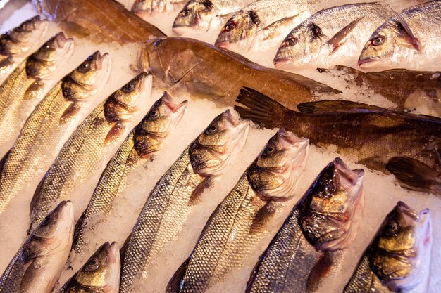 Mercado de peixe na Turquia Fresh Bass no balcão Foto aproximada de peixe fresco de robalo no mercado