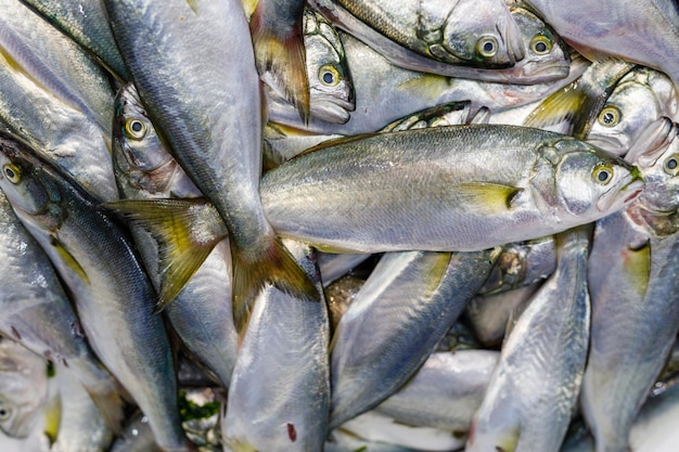 Mercado de peixes raros do mediterrâneo full frame