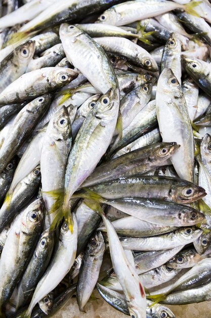 Foto mercado de mariscos frescos en batumi, georgia. peces vivos en hielo. platija, salmonete, salmón, bagre, anguila, ranas, mantarraya, esturión, mejillones, ostras. foto de alta calidad