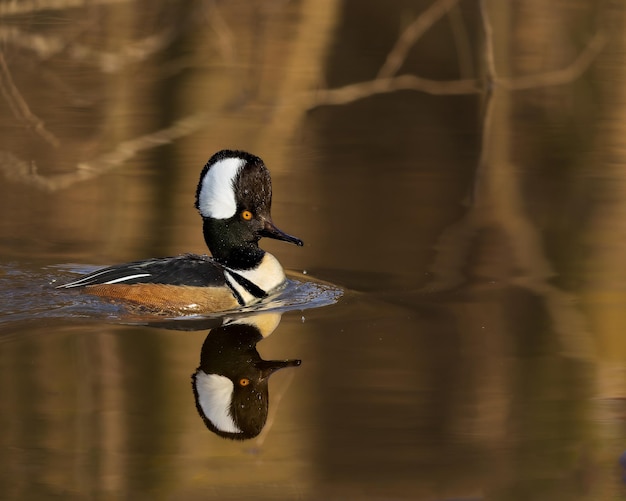 El merganser encapuchado se desliza en un estanque sereno