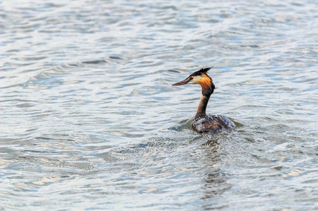 Mergulhão-de-crista na água (Podiceps cristatus)