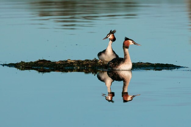 Mergulhão-de-crista Podiceps cristatus