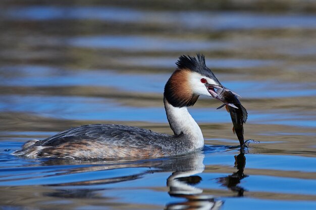 Mergulhão-de-crista (Podiceps cristatus)