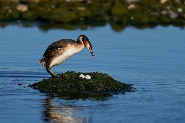 Mergulhão-de-crista Podiceps cristatus