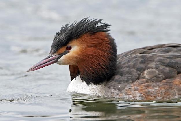 Mergulhão-de-crista Podiceps cristatus