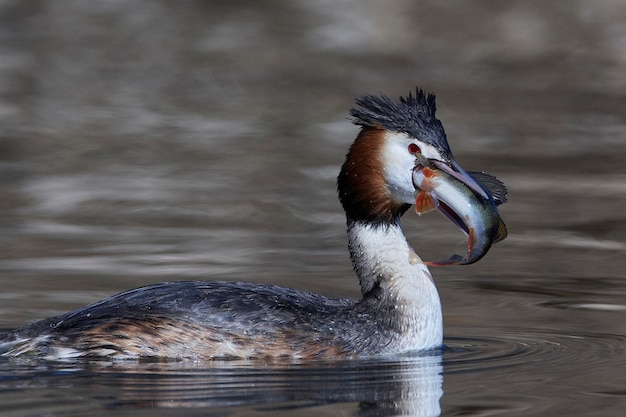 Mergulhão-de-crista Podiceps cristatus