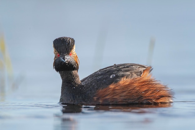 mergulhão de pescoço preto ou mergulhão orelhudo Podiceps nigricollis Toledo Espanha