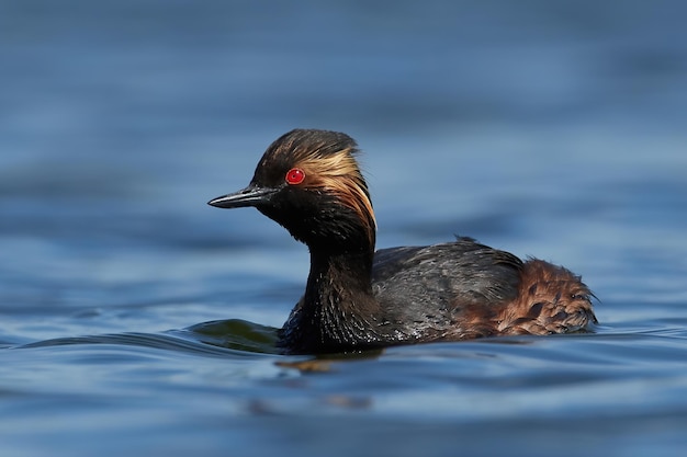 Mergulhão de pescoço preto Podiceps nigricollis