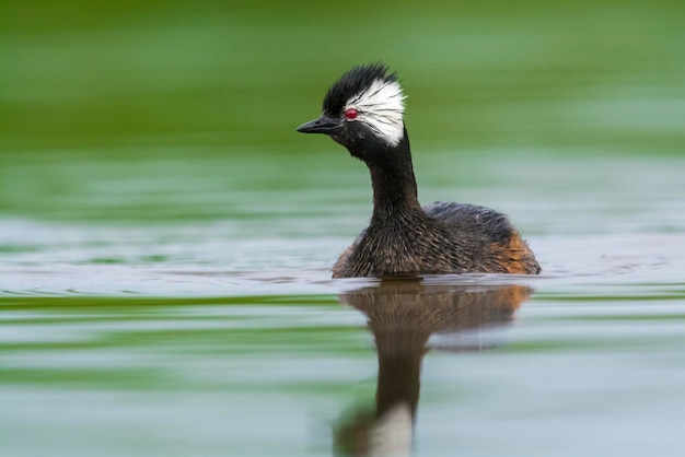 Mergulhão nadando na lagoa La Pampa Patagônia Argentina