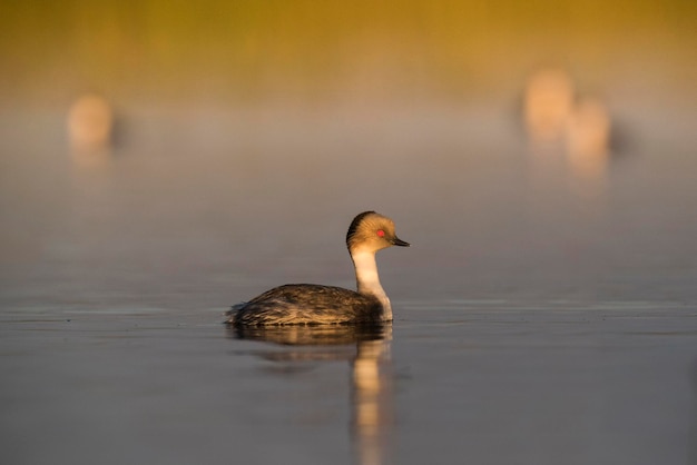 Mergulhão prateado no ambiente Pampas lagoa Patagônia Argentina