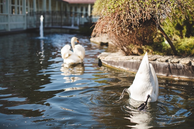 Mergulho de cisne para peixe