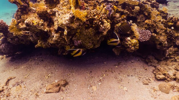 Mergulho no Mar Vermelho