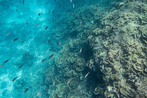 Mergulho para observar peixes-escola nadando em recifes de coral sob o mar de Andaman. Ecossistema marinho