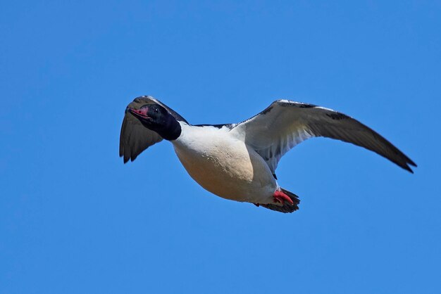 Foto mergus merganser mergus comum